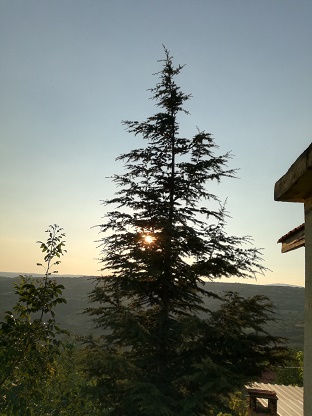 Name:  himalaya sediri.jpg
Views: 528
Size:  56.4 KB