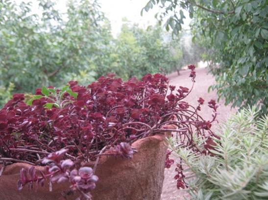 Name:  sedum spurium.jpg
Views: 531
Size:  49.3 KB