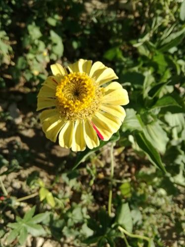 Name:  zinnia.jpg
Views: 380
Size:  36.4 KB