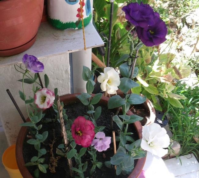 Name:  DSCF1608.jpg
Views: 862
Size:  67.1 KB