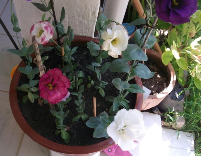 Name:  DSCF1600.jpg
Views: 851
Size:  51.6 KB