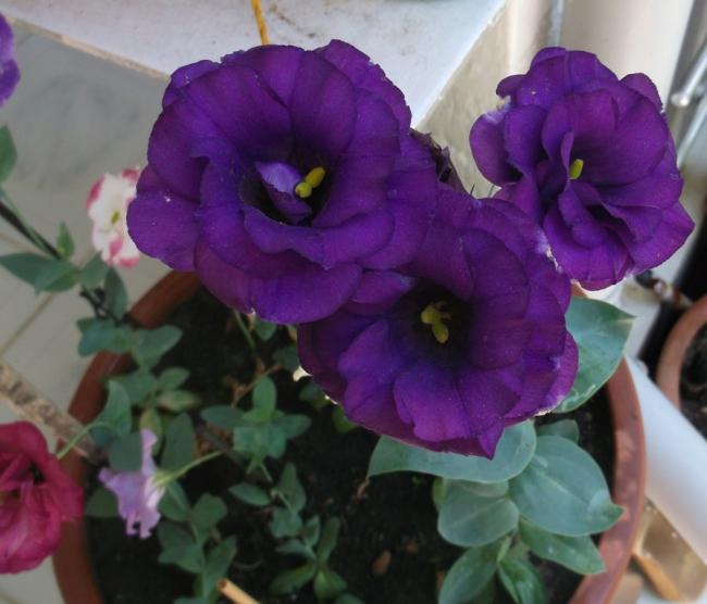 Name:  DSCF1601.jpg
Views: 841
Size:  39.6 KB