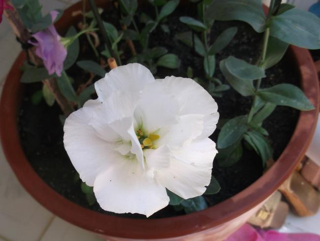 Name:  DSCF1602.jpg
Views: 822
Size:  30.4 KB