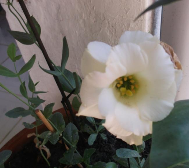 Name:  DSCF1603.jpg
Views: 794
Size:  33.5 KB