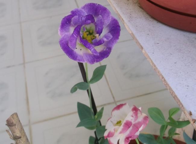 Name:  DSCF1606.jpg
Views: 800
Size:  27.9 KB