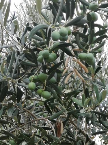 Name:  zeytin.jpg
Views: 1298
Size:  50.4 KB