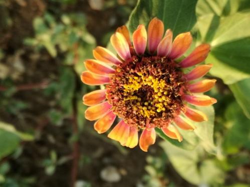 Name:  zinnia.jpg
Views: 1317
Size:  28.4 KB