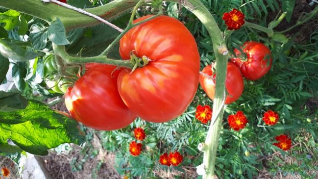 Name:  20180907_144737.jpg
Views: 890
Size:  53.3 KB