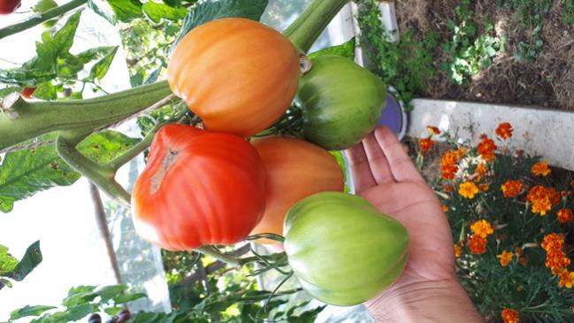 Name:  20180907_144803.jpg
Views: 885
Size:  46.5 KB