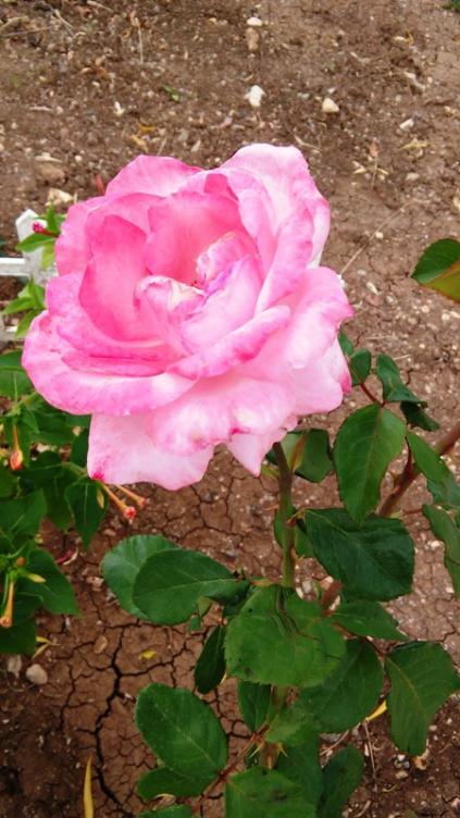 Name:  075.jpg
Views: 225
Size:  58.6 KB