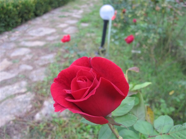 Name:  IMG_3626 (600 x 450).jpg
Views: 950
Size:  64.9 KB
