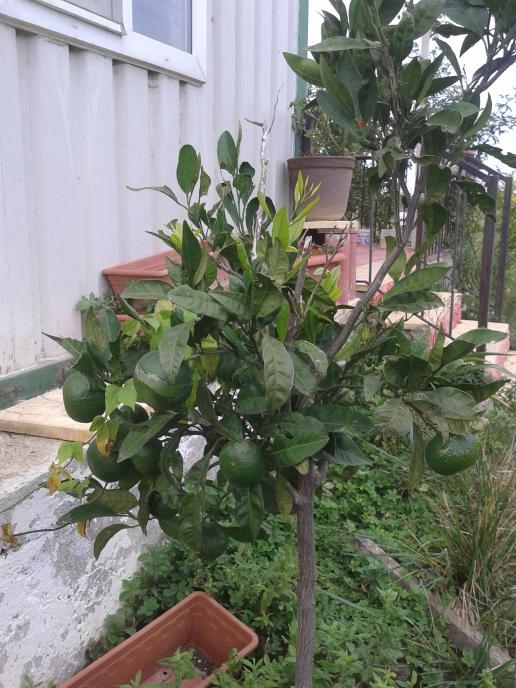 Name:  20181019_153636-min.jpg
Views: 967
Size:  74.7 KB