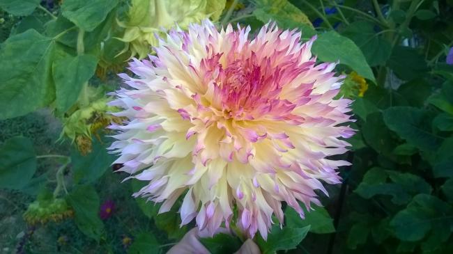 Name:  Myrtles Folly 0.jpg
Views: 621
Size:  39.0 KB
