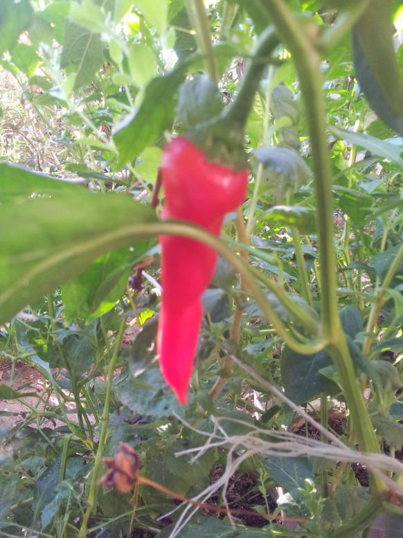 Name:  20180911_082143-min.jpg
Views: 437
Size:  72.9 KB