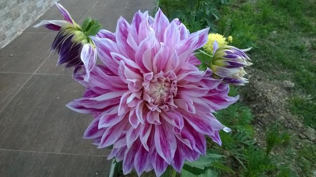 Name:  purple explosion 3.jpg
Views: 607
Size:  46.5 KB