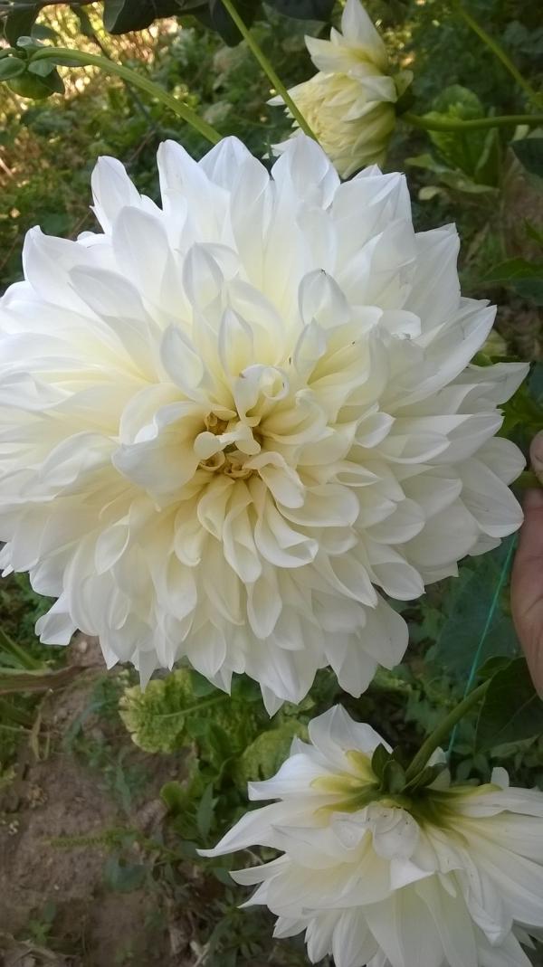 Name:  Fleurel 1.jpg
Views: 591
Size:  72.9 KB