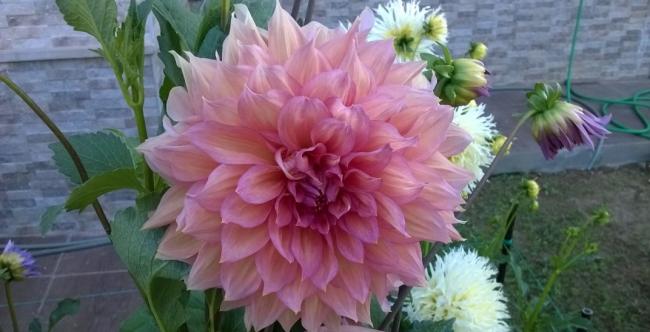 Name:  Pudra Pembe.jpg
Views: 588
Size:  35.7 KB