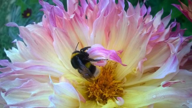 Name:  Bombus.jpg
Views: 563
Size:  34.6 KB