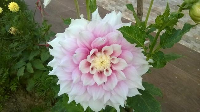 Name:  Az Pembe ok Beyaz.jpg
Views: 590
Size:  35.8 KB
