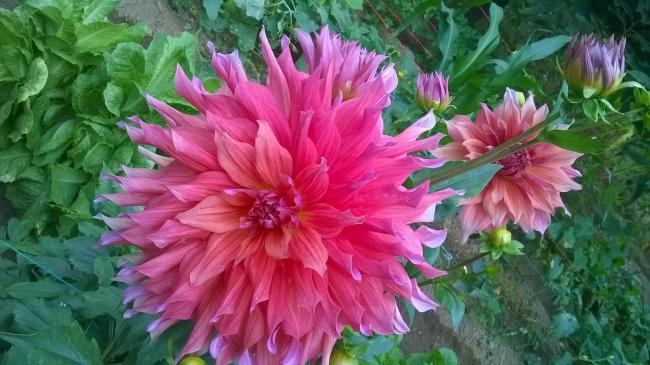 Name:  eftali Pembesi.jpg
Views: 602
Size:  50.1 KB
