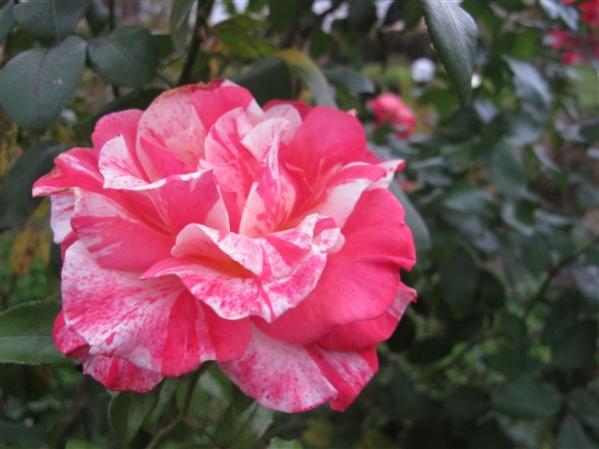 Name:  IMG_3673 (600 x 450).jpg
Views: 793
Size:  34.6 KB