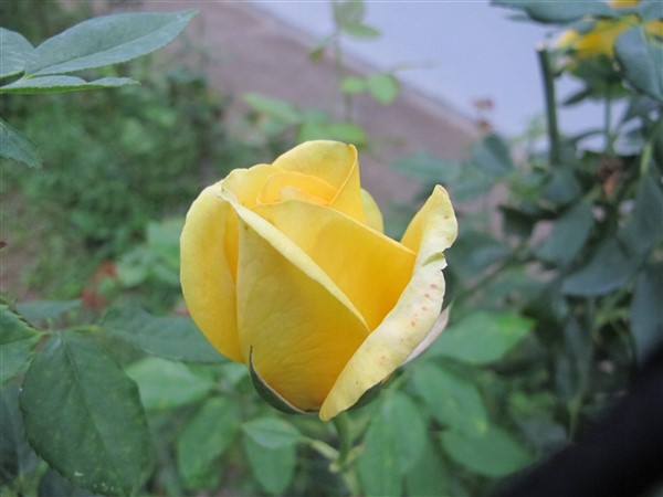 Name:  IMG_3668 (600 x 450).jpg
Views: 807
Size:  55.9 KB