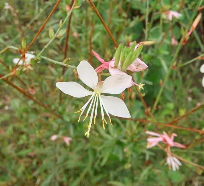 Name:  gauraa1.jpg
Views: 562
Size:  51.0 KB