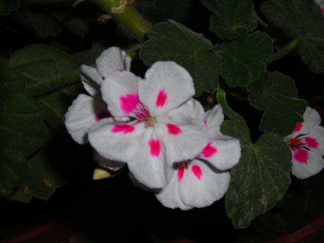 Name:  DSCN0049.jpg
Views: 6566
Size:  27.0 KB
