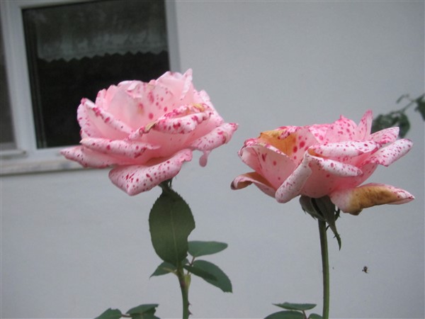 Name:  IMG_3702 (600 x 450).jpg
Views: 593
Size:  49.7 KB