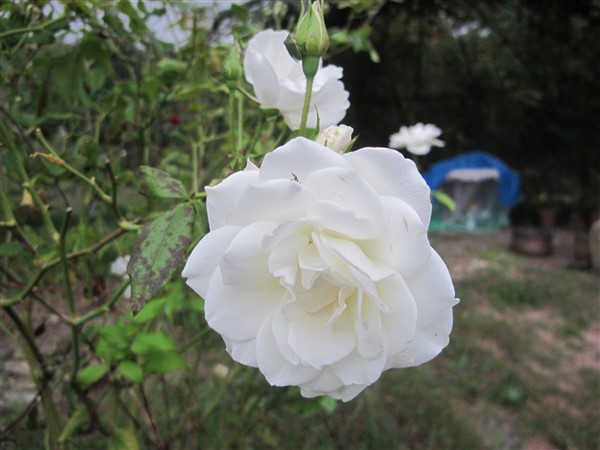 Name:  IMG_3680 (600 x 450).jpg
Views: 594
Size:  65.7 KB