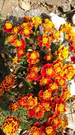Name:  384.jpg
Views: 994
Size:  37.2 KB