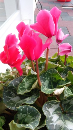 Name:  133.jpg
Views: 997
Size:  46.2 KB