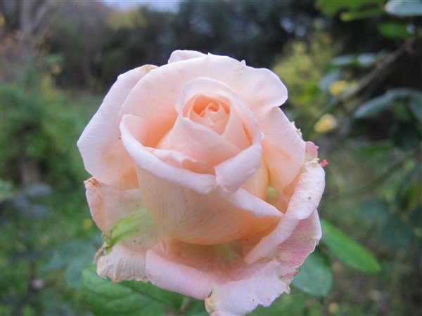 Name:  IMG_3782 (600 x 450).jpg
Views: 1168
Size:  54.6 KB