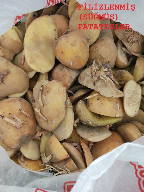 Name:  Patates1.jpg
Views: 690
Size:  66.5 KB