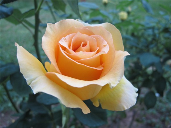 Name:  Gzel 3 (600 x 450).jpg
Views: 834
Size:  60.5 KB