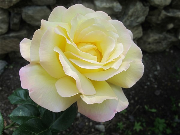 Name:  gzel 4 (600 x 450).jpg
Views: 847
Size:  56.5 KB