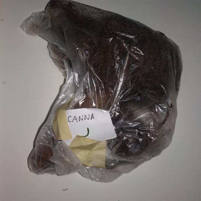 Name:  canna.jpg
Views: 490
Size:  40.2 KB