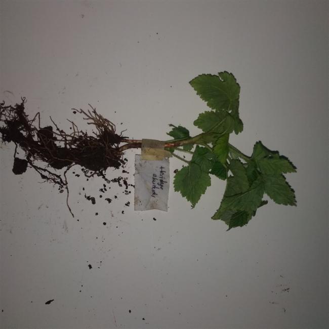 Name:  haritage ahududu.jpg
Views: 430
Size:  29.8 KB