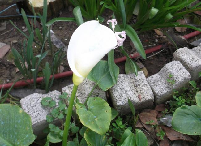 Name:  DSCF1638.jpg
Views: 373
Size:  52.9 KB