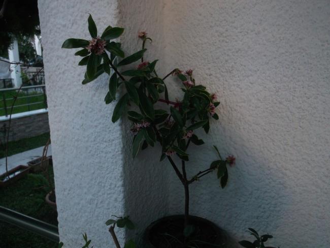 Name:  DSCF1659.jpg
Views: 466
Size:  39.4 KB