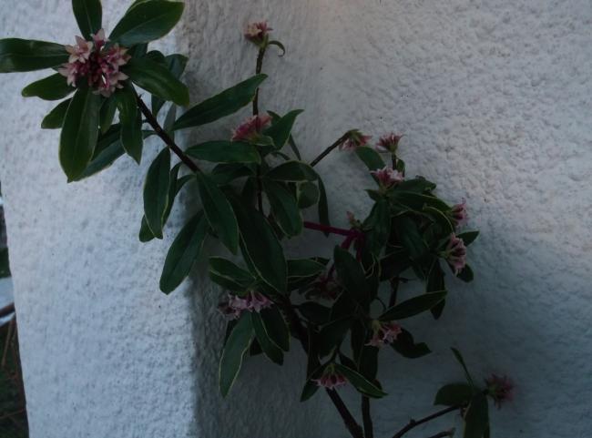 Name:  DSCF1660.jpg
Views: 470
Size:  37.9 KB