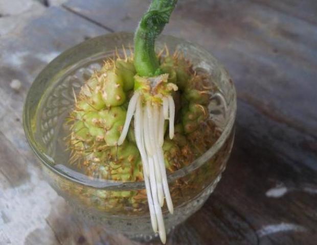 Name:  20190224_100018-min.jpg
Views: 408
Size:  38.2 KB