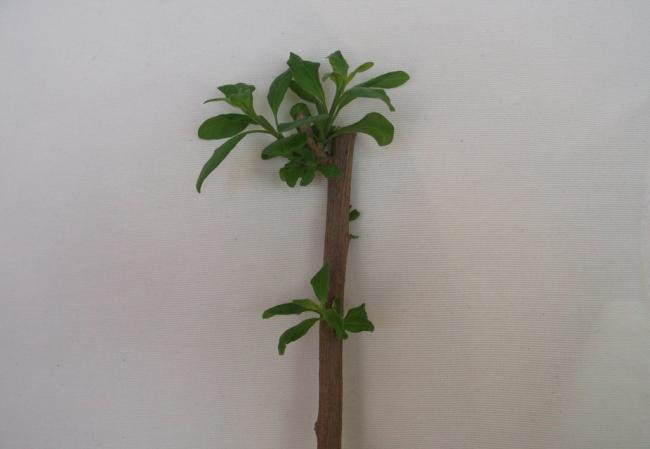 Name:  DSCF1688.jpg
Views: 573
Size:  21.2 KB