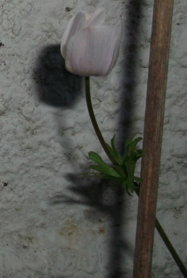Name:  DSCF1696.jpg
Views: 502
Size:  54.3 KB