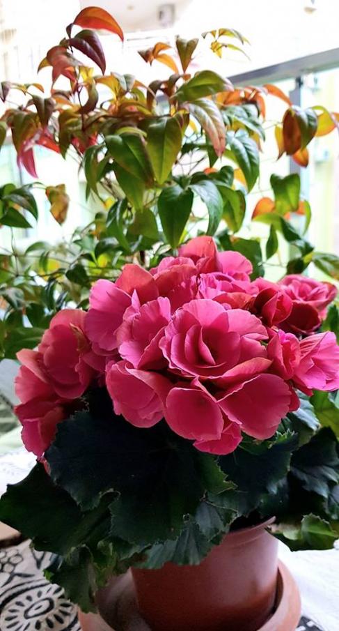 Name:  55853685_10157294213294040_7965022949285560320_n.jpg
Views: 971
Size:  72.1 KB