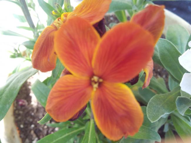 Name:  20190331_111541-min.jpg
Views: 448
Size:  35.2 KB