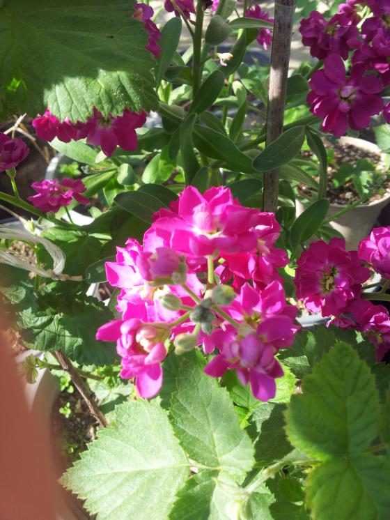 Name:  20190331_111511-min.jpg
Views: 456
Size:  75.0 KB