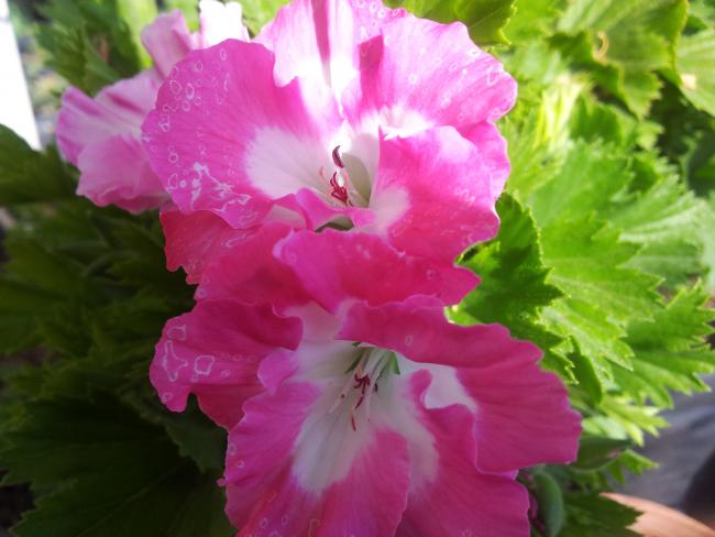 Name:  20190331_111412-min.jpg
Views: 416
Size:  39.4 KB