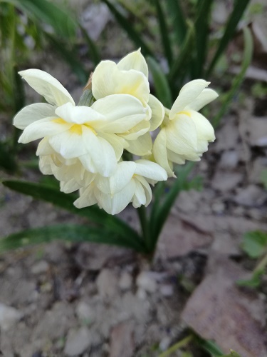 Name:  nergis.jpg
Views: 455
Size:  60.2 KB