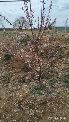 Name:  IMG_20190406_123050 (Copy).jpg
Views: 1046
Size:  60.8 KB